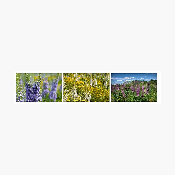 Big-Hearted as Delphinium Photographic Print