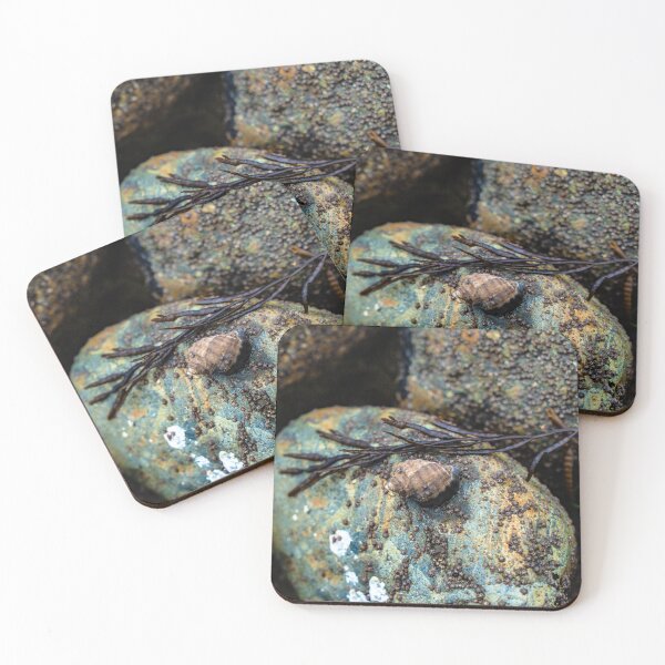 Item preview,  low tide - shell - tidepool creatures designed and sold by beenplanted.