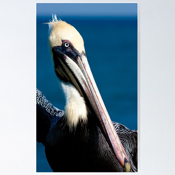 Item preview, Pelican designed and sold by Benjamin Manning.