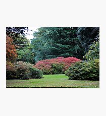 A Touch of Red Photographic Print
