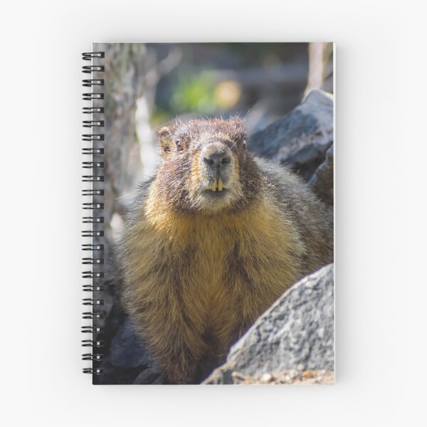 Aperçu de l'œuvre Marmotte créée et vendue par Alla Gill.
