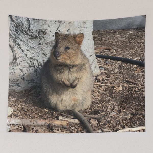 Item preview, Quokka designed and sold by Keeley Clinton.
