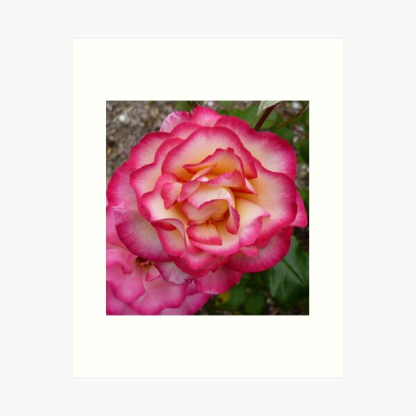 Frilly pink rose Art Print