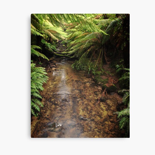 Still water flow - Beauchamp falls area - Otways, Victoria Canvas Print