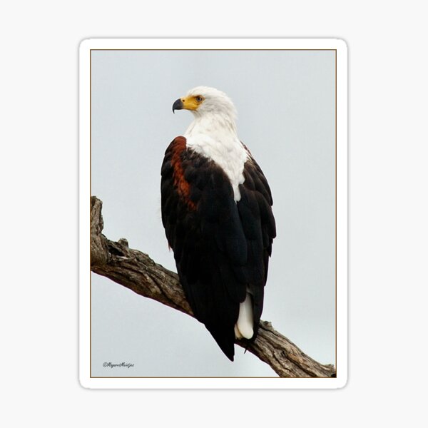 AFRICAN FISH EAGLE - Haliaeetus vocifer -Visarend Sticker