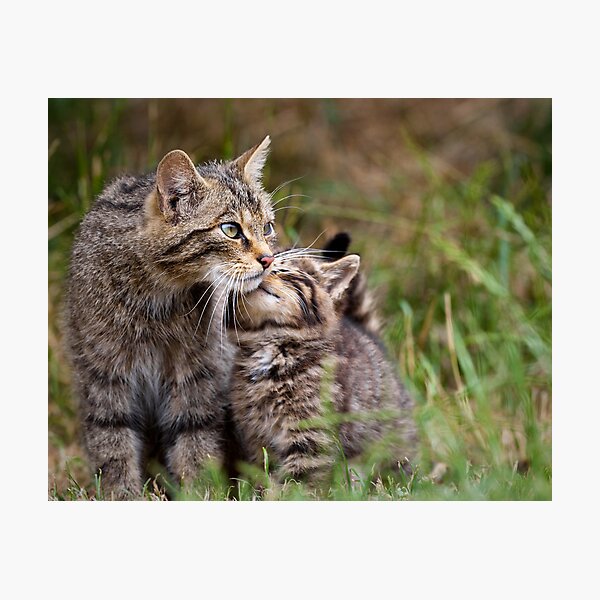 Big Cat, Little cat Photographic Print