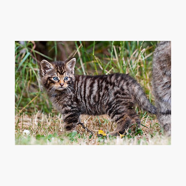 Little Tiger Photographic Print