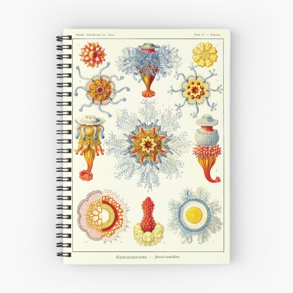 Item preview, Plate 17. Siphonophores, colonial marine invertebrates that can superficially resemble jellyfish designed and sold by Squirrox.