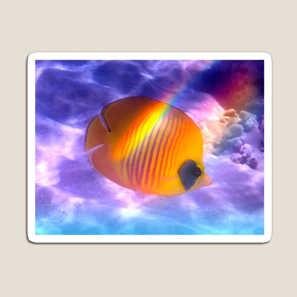 The Bluecheeked Butterflyfish Colorfully Magnet