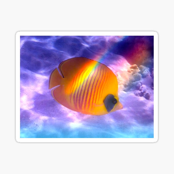The Bluecheeked Butterflyfish Colorfully Sticker