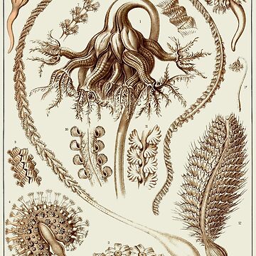 Artwork thumbnail, Plate 19. Sea Pens, long slender colonial organisms related to jellyfish. by Squirrox