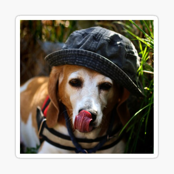 Beagle Sticker