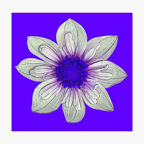 Flower Power - Purple Photographic Print