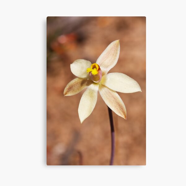 Fringed Sun Orchid (Yellow form) - Thelymitra luteocilium Canvas Print