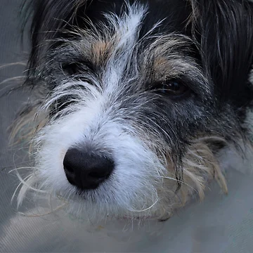 Artwork thumbnail, Roxy. by Roxyphotography