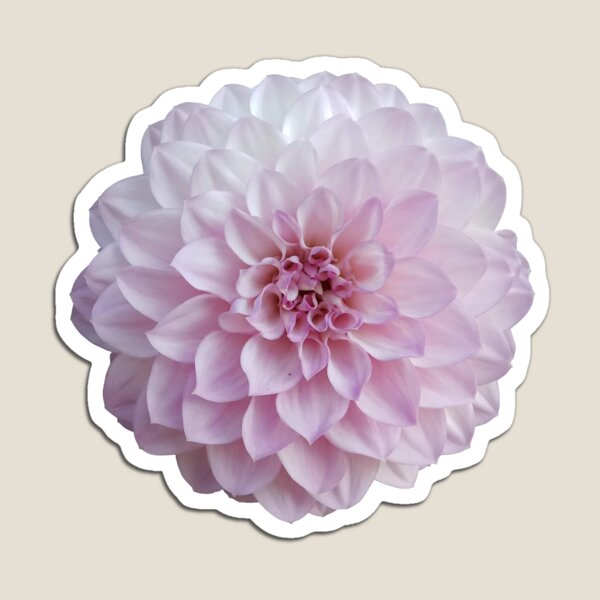 Pink dahlia Magnet