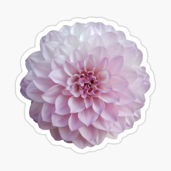 Dahlia rose Sticker