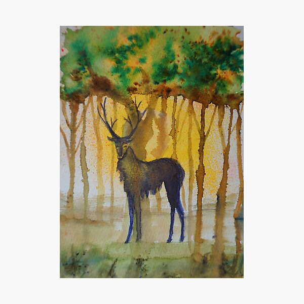 Stag at Sunset Photographic Print