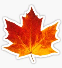 Autumn maple leaf Sticker