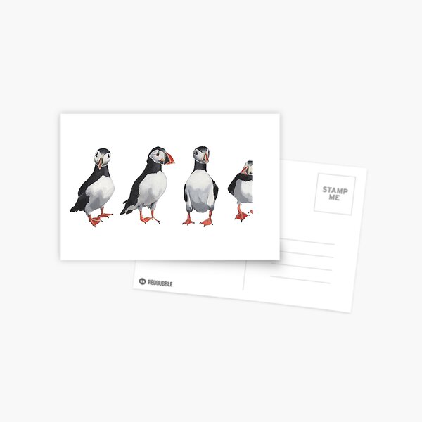 4 Puffins in a Line Postcard