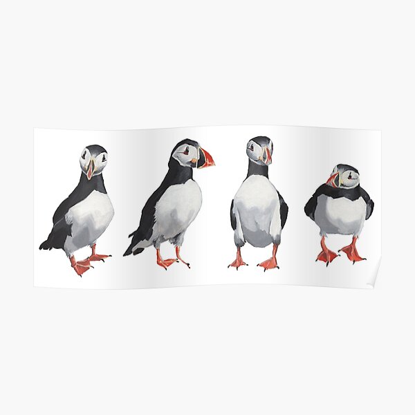 4 Puffins in a Line Poster