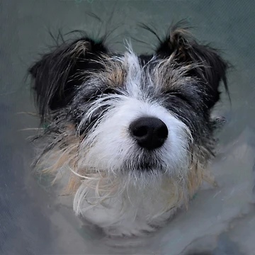 Artwork thumbnail, Roxy by Roxyphotography