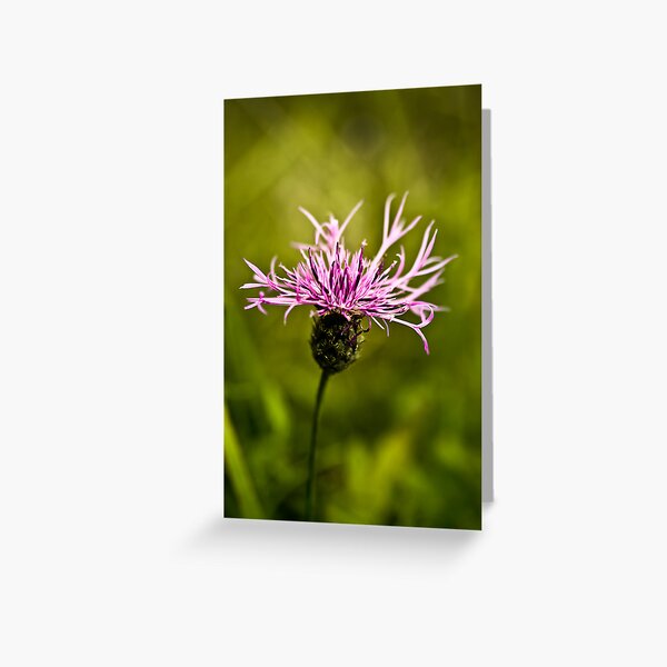Pink Lady Greeting Card