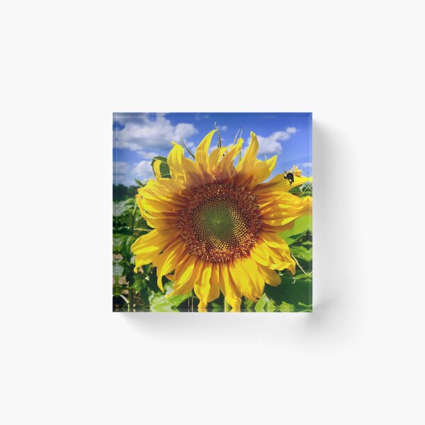 Item preview, Sun Flower designed and sold by O-Haas.