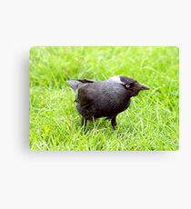 Jackdaw Canvas Print
