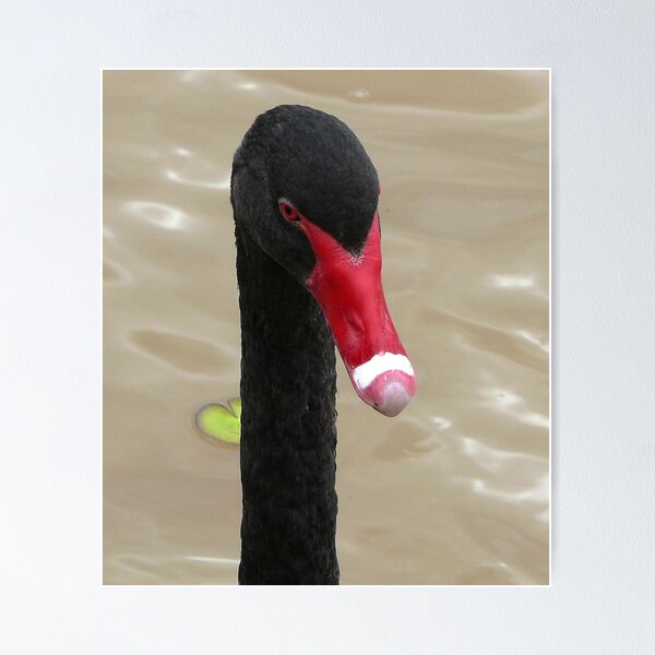 Item preview, An Unsuspecting  Poser designed and sold by stevealder.