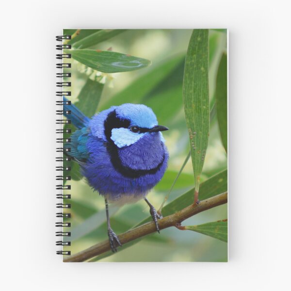 Item preview, Splendid Fairywren designed and sold by RayBosman.