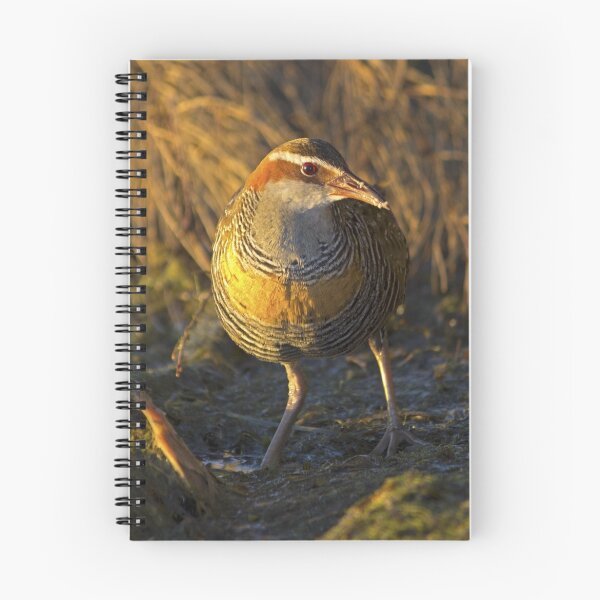 Item preview, Buff-banded Rail designed and sold by Doug Cliff.
