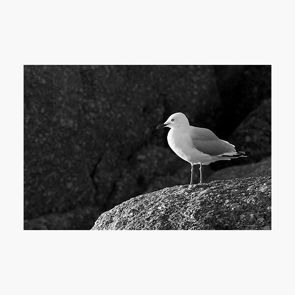 Item preview, Silver Gull designed and sold by Will Hore-Lacy.