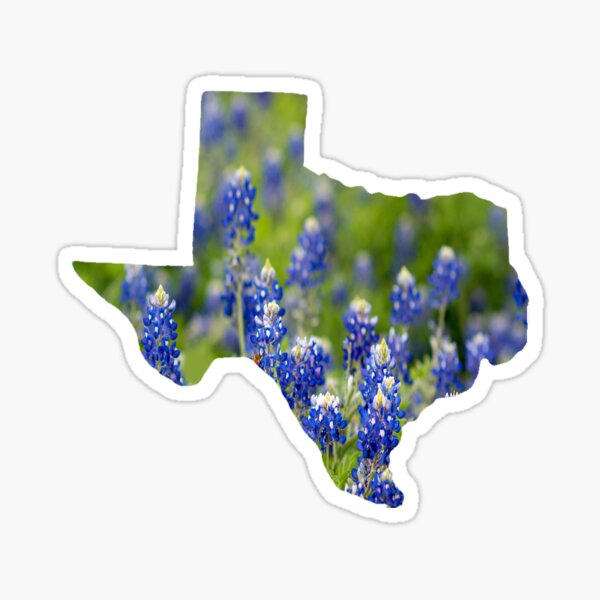 Lone Star Flag Illustrated Map Bluebonnet State Flower Texas Map Oversized Vintage Postcard Cowboy on Horse 1960s