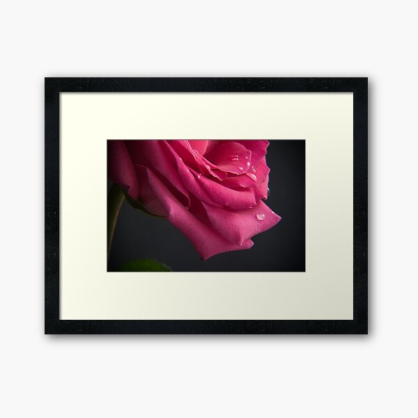 Rose Framed Art Print