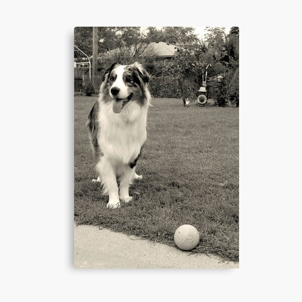 Cezanne wants to play Ball Canvas Print