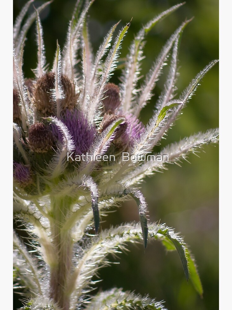 Elk Thistle by KathleenBowman