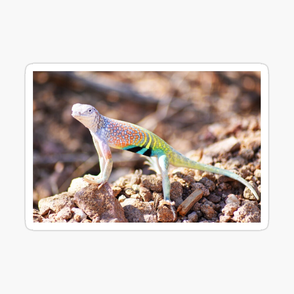 multi colored lizard