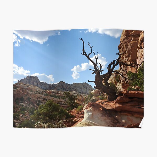 Old tree on the Reef Poster