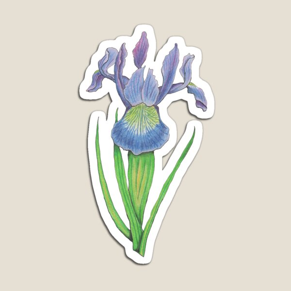 Iris versicolor Magnet