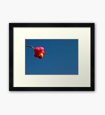 Fruit Framed Print