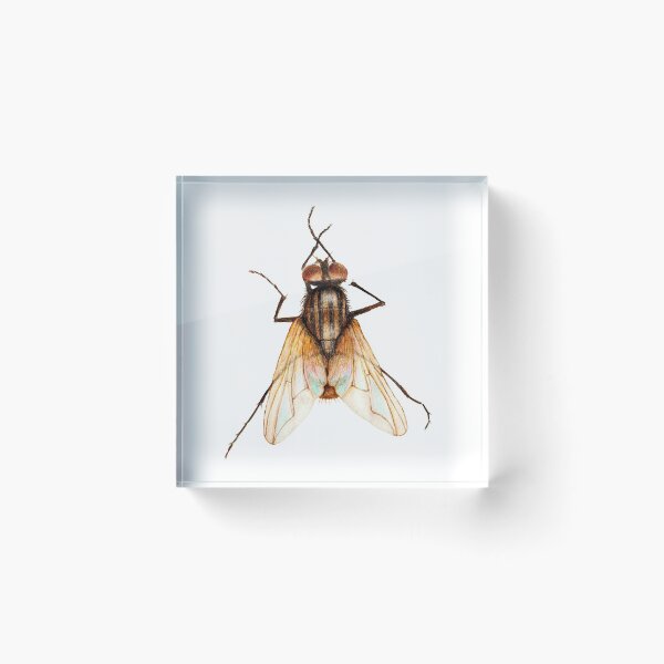 Item preview, Musca Domestica designed and sold by HoneyGherkin.