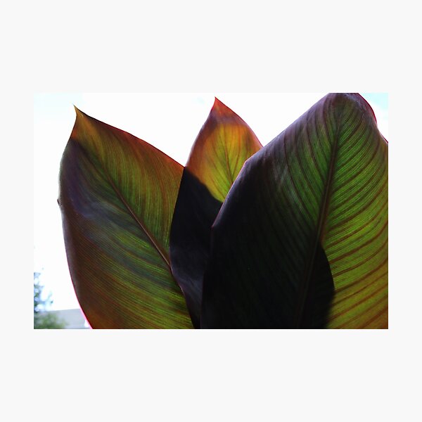 Item preview, Canna Beleaf designed and sold by Michael May.