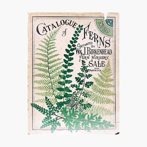 Vintage Botanical Ferns  Photographic Print