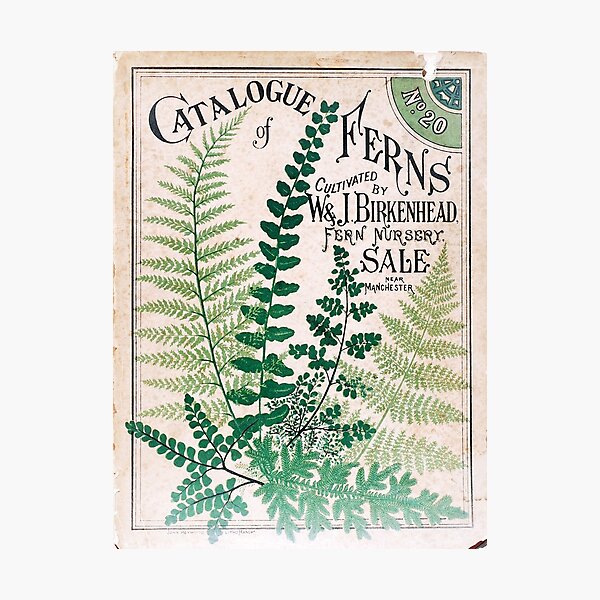 Item preview, Vintage Botanical Ferns  designed and sold by Sasha Art Gallery.