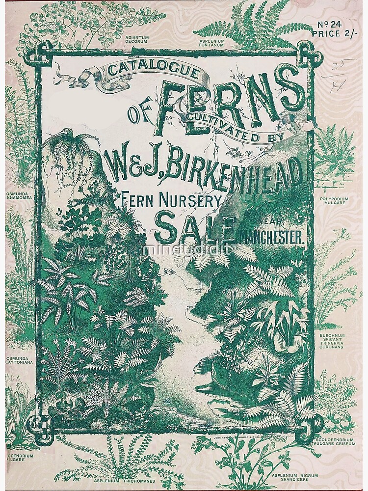 "Vintage Botanical Catalog Ferns" Poster by mindydidit Redbubble