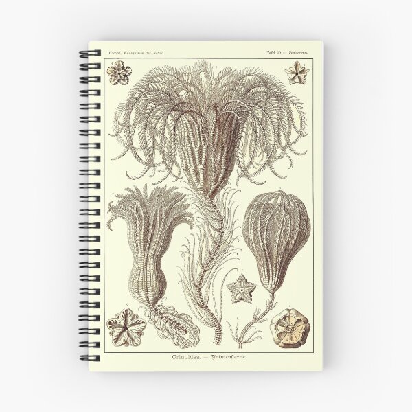 Item preview, Plate 20. Crinoids, marine animals also known as sea lilies or feather-stars. designed and sold by Squirrox.