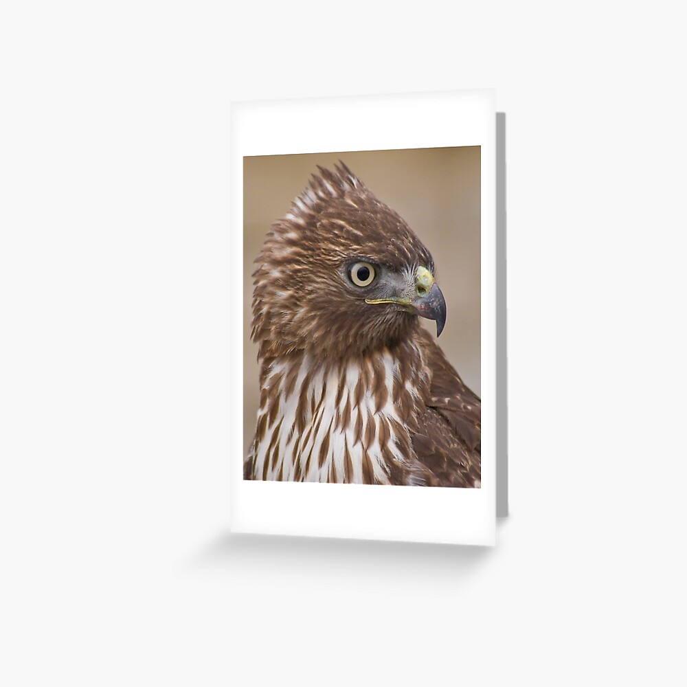 Red-tailed Hawk Portrait Greeting Card