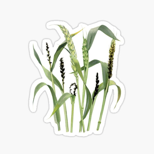 Item preview, Loose smut of wheat - cut away designed and sold by BiosecurityColl.