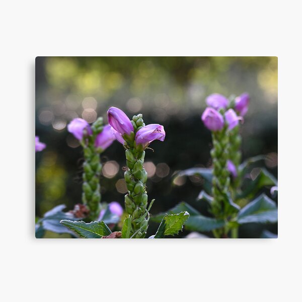 Rotary Garden, Evanston Canvas Print